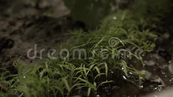 在花园里生长的小鳃浇水在花园里浇水水滴落在生长在视频的预览图