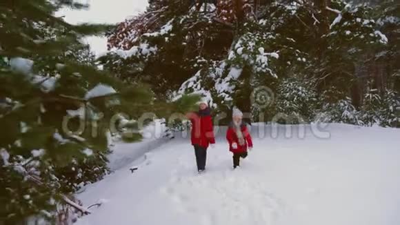 快乐的孩子在雪松林中奔跑欢笑年轻人在针叶林公园玩追赶圣诞节视频的预览图