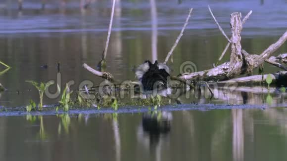 沼泽沙鸟吃藻类和鸟沙雄站立和清洁羽毛视频的预览图