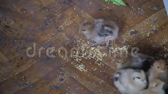 许多可爱的鸡活在地板上鸡吃粮食视频的预览图