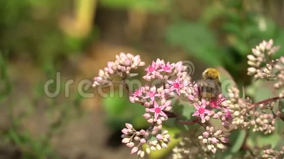 阳光明媚的日子里大黄蜂在粉红色的花朵上花园或公园的粉红色花丛视频的预览图