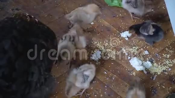 许多可爱的鸡活在地板上鸡吃粮食视频的预览图