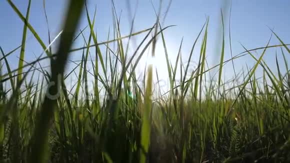 绿草蓝天景观阳光自然生活方式慢动作视频草地公园的田野在风中摇曳美丽视频的预览图