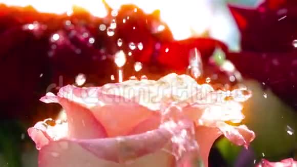雨滴落在红玫瑰上慢动作视频的预览图