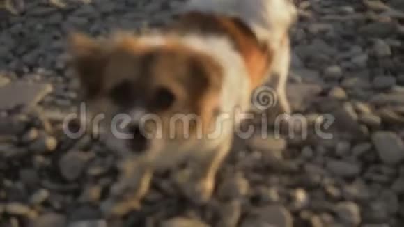 日落时分在岩石海滩上的小宠物狗特写镜头视频的预览图