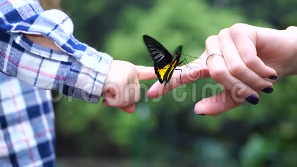 一只雌性的手把一只活蝴蝶传递给一孩子的手蝴蝶美丽地扇动翅膀4K慢慢视频的预览图
