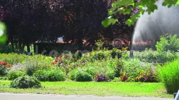 在炎热的晴天洒水车在公园的植物上撒水视频的预览图
