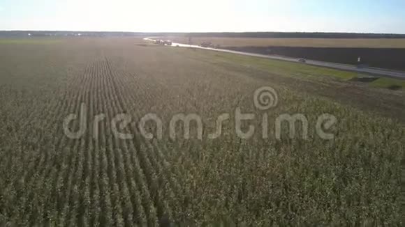 成熟的玉米茎在靠近日落道路的农田上视频的预览图