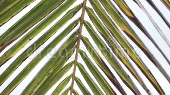 一片绿色的棕榈叶的特写视频的预览图