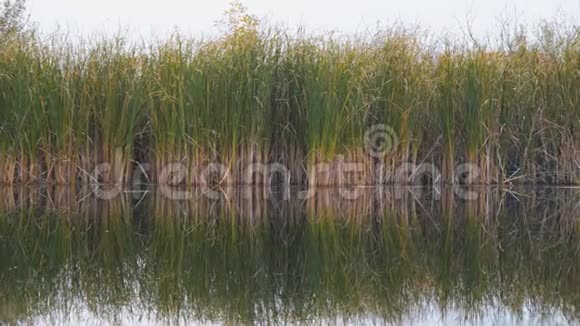 河流芦苇草地或甘蔗景观视频的预览图