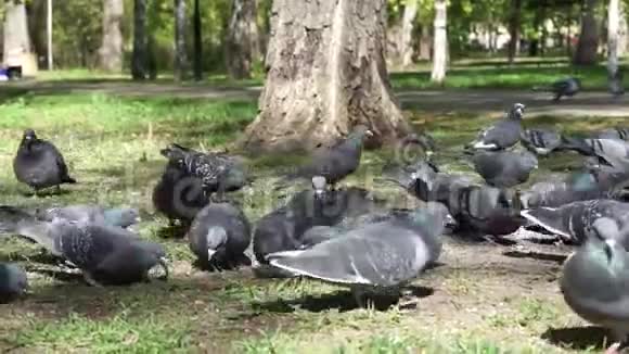 特写鸽子在草地上吃公园里的食物视频的预览图