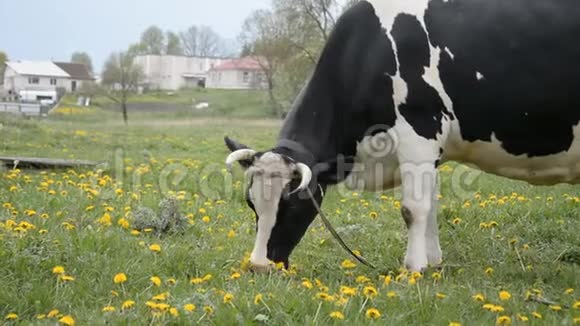 一头黑白牛在牧场上着吃着青草视频的预览图