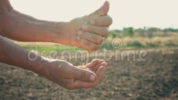 农夫手中的粮食在大地的背景下人们手正在一手一手地倒麦子视频的预览图