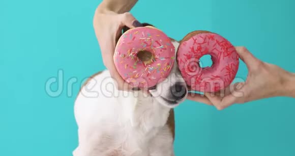 在狗旁边用甜甜圈做手视频的预览图