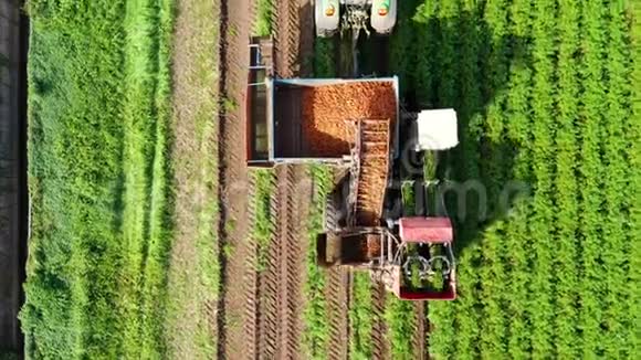 农场土地上的胡萝卜收获收割机收割胡萝卜胡萝卜田视频的预览图