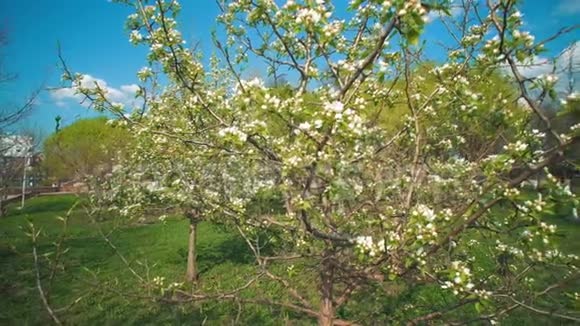 在蓝天的映衬下一棵棵枯萎的苹果树视频的预览图