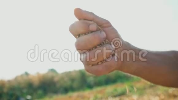 一个人手拉着一颗落在地上的谷物在阳光明媚的背景下农民手中的粮食视频的预览图