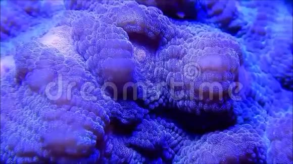 髓鞘珊瑚时间流逝视频的预览图