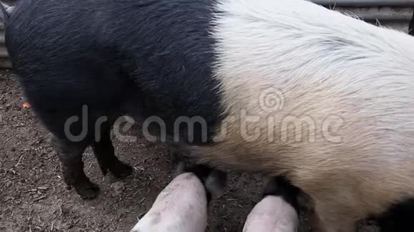 襁褓中的仔猪从母亲那里喝牛奶视频的预览图