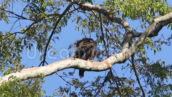 古尔尼鹰在哈尔马赫拉岛印度尼西亚视频的预览图