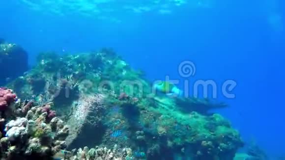 鱼在礁石上互相追逐视频的预览图