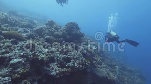 潜水员在珊瑚礁和鱼类之间的蓝色海底游泳海上潜水视频的预览图