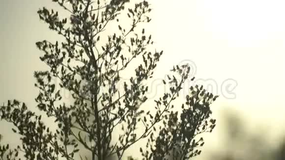 日落背景上的明亮的绿色灌木丛风吹拂着灌木的枝条微风吹拂着手腕视频的预览图