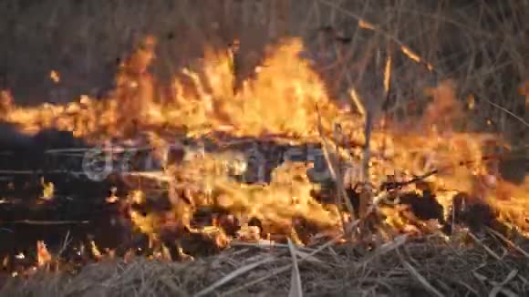 燃烧的火会破坏干草视频的预览图