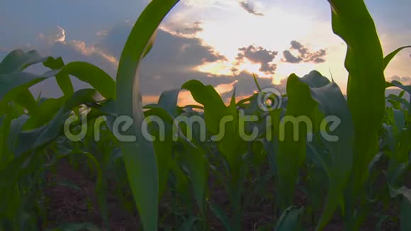 农园永绿玉米田摄影运动视频的预览图