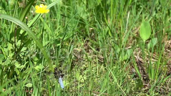蜻蜓宽体追逐者或宽体达特Libellula雄性从草叶中起飞动作缓慢视频的预览图
