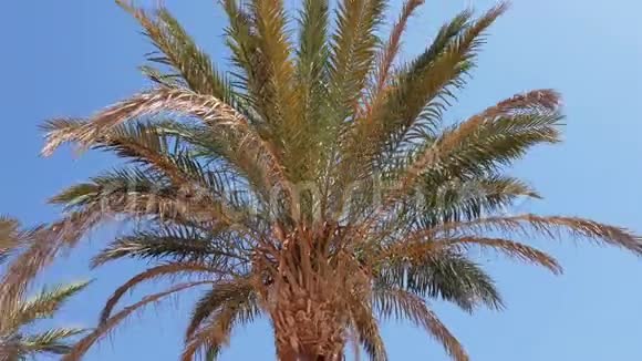 晴朗的蓝天和棕榈树的树叶视频的预览图