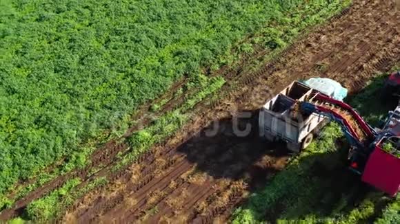 农场土地上的胡萝卜收获收割机收割胡萝卜胡萝卜田视频的预览图