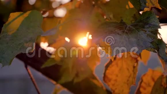 照相机在日落时透过藤蔓植物的叶子移动闪烁的阳光视频的预览图