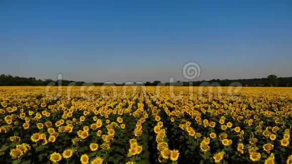 向日葵田上美丽的黄色向日葵的空中景色电影镜头视频的预览图