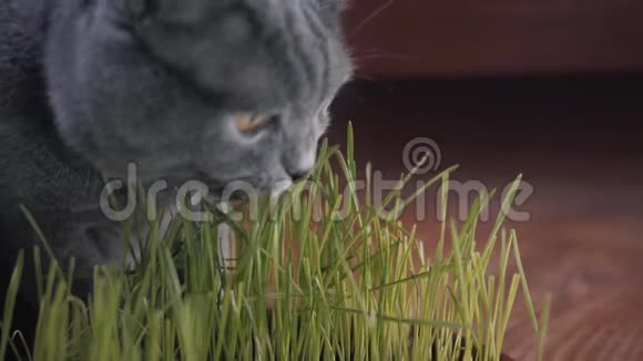灰色的英国猫吃新鲜的青草猫草在锅里是一种天然的治疗毛球视频的预览图