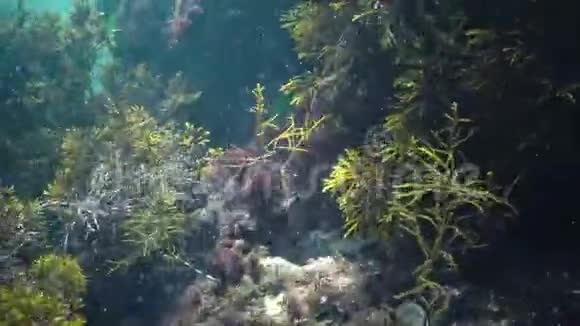 黑海岩石上的藻类保加利亚视频的预览图