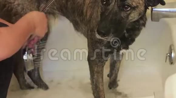 湿漉漉的狗抖掉了肥皂视频的预览图