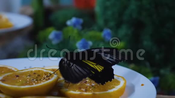 蝴蝶从一块橘子里喝水蝴蝶饲料视频的预览图