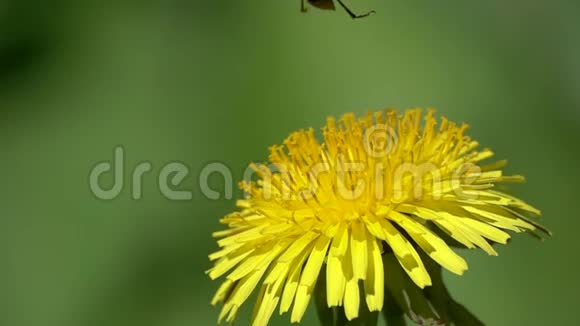 甲虫花巴贝尔布拉奇塔审讯是从一朵蒲公英的花起飞慢动作视频的预览图