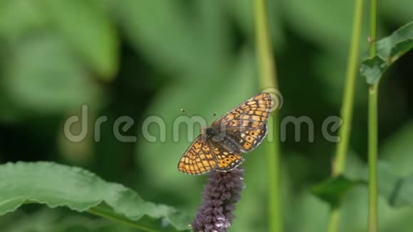 蝴蝶麝香从欧洲蕨类植物花中起飞慢动作视频的预览图
