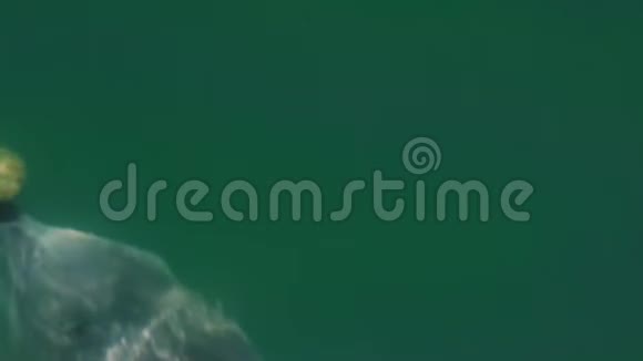 有珊瑚的海豚鼻子视频的预览图