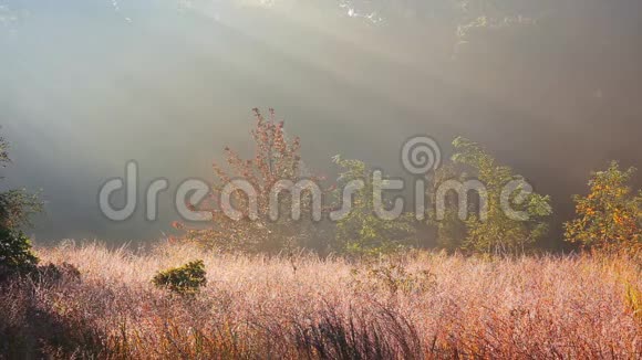 风景春天草地上的雾状早晨在河谷日出视频的预览图
