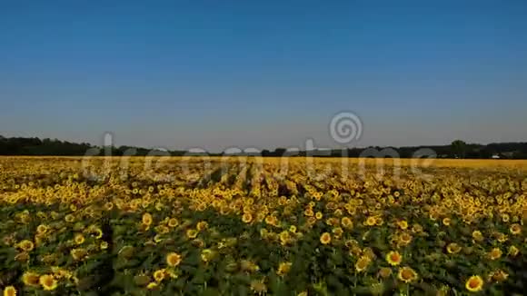 向日葵田上美丽的黄色向日葵的空中景色电影镜头视频的预览图
