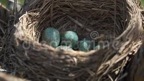 一只野鹅蛋躺在巢里上面有晨曦视频的预览图