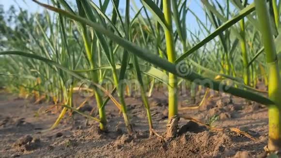 田野里年轻的绿色大蒜植物大蒜因干旱而干燥视频的预览图