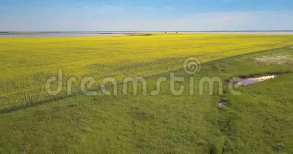 在广阔的黄色油菜田之间的绿色峡谷上空飞行视频的预览图