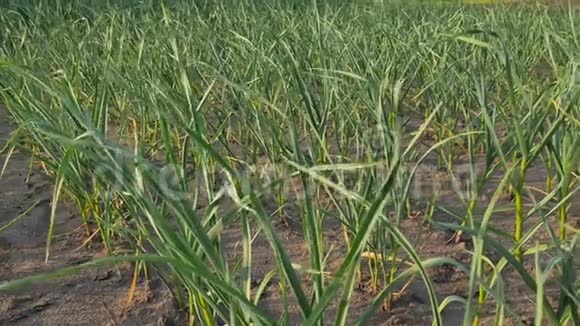 田野里年轻的绿色大蒜植物大蒜因干旱而干燥视频的预览图
