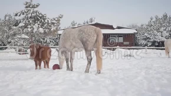 小的棕色小马和大的白色斑点马花时间在户外的冬季牧场马试图吃红色橡胶球视频的预览图