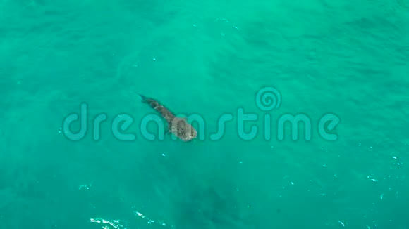 清澈的蓝色水中的鲸鲨菲律宾宿务视频的预览图