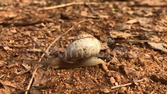 白色的蜗牛在泥泞的表面上的干棍子上移动树叶干了视频的预览图